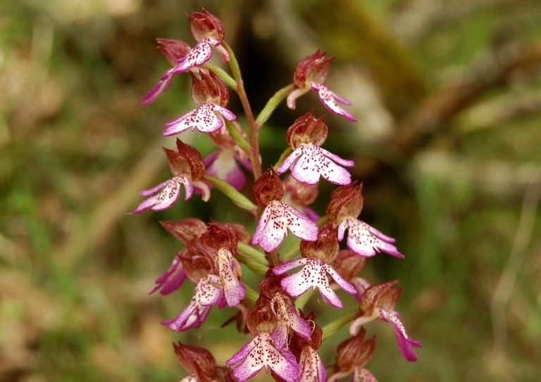 A caccia di orchidee tra i boschi dell''Appennino laziale